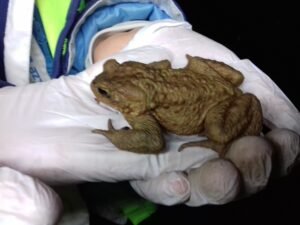 Gev del Parco Valle del Lanza