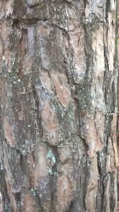 corteccia di pino silvestre