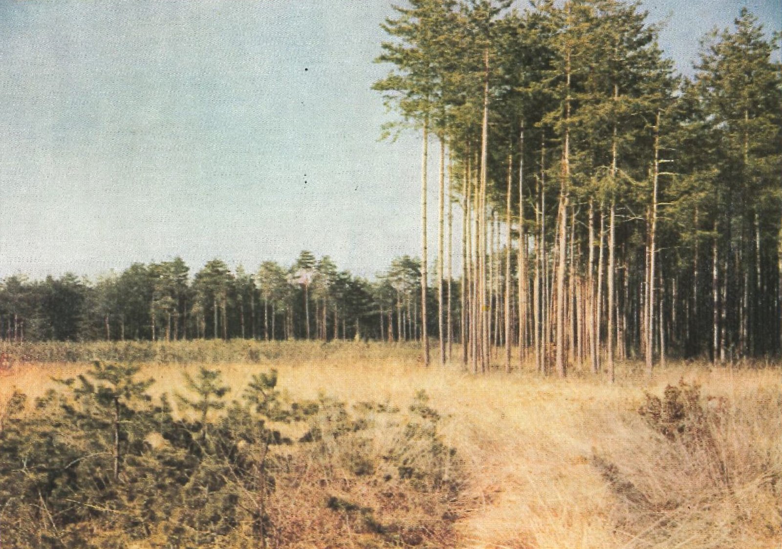 Dalle brughiere comuni ai boschi privati