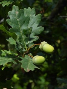 Le ghiande hanno il picciolo