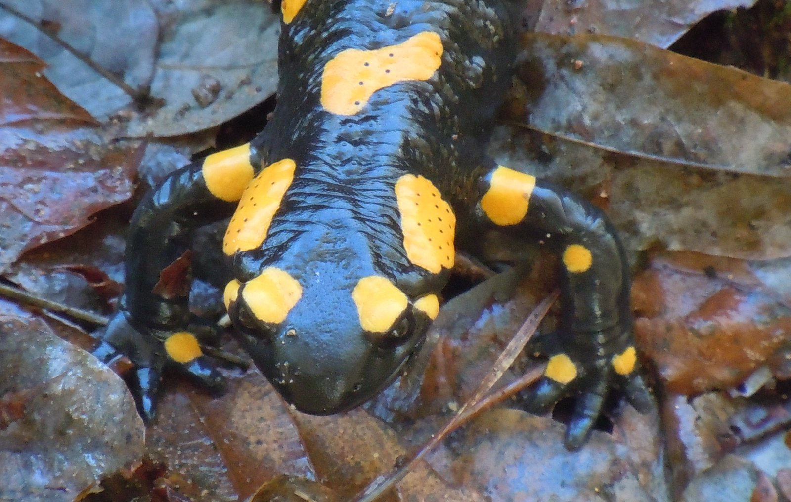 salamandra