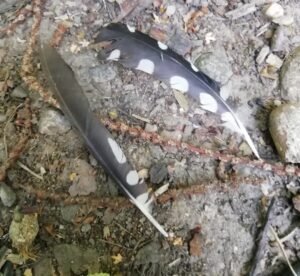 picchio rosso maggiore