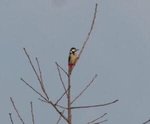 picchio rosso maggiore