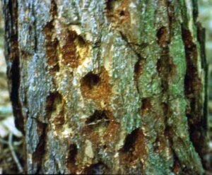 picchio rosso maggiore