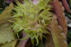 Falsa ortica purpurea