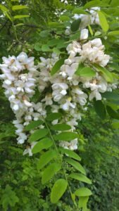 Robinia