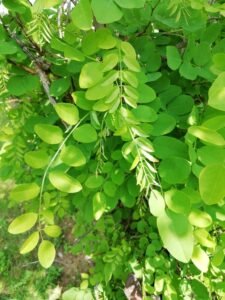 Robinia