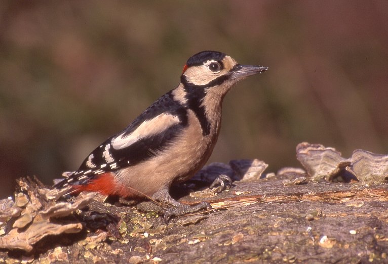 picchio rosso maggiore