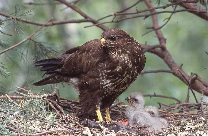 Libro fotografico del parco.