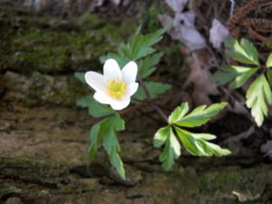 anemone dei boschi