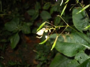 Balsamina di Balfour