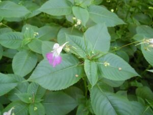 Balsamina di Balfour