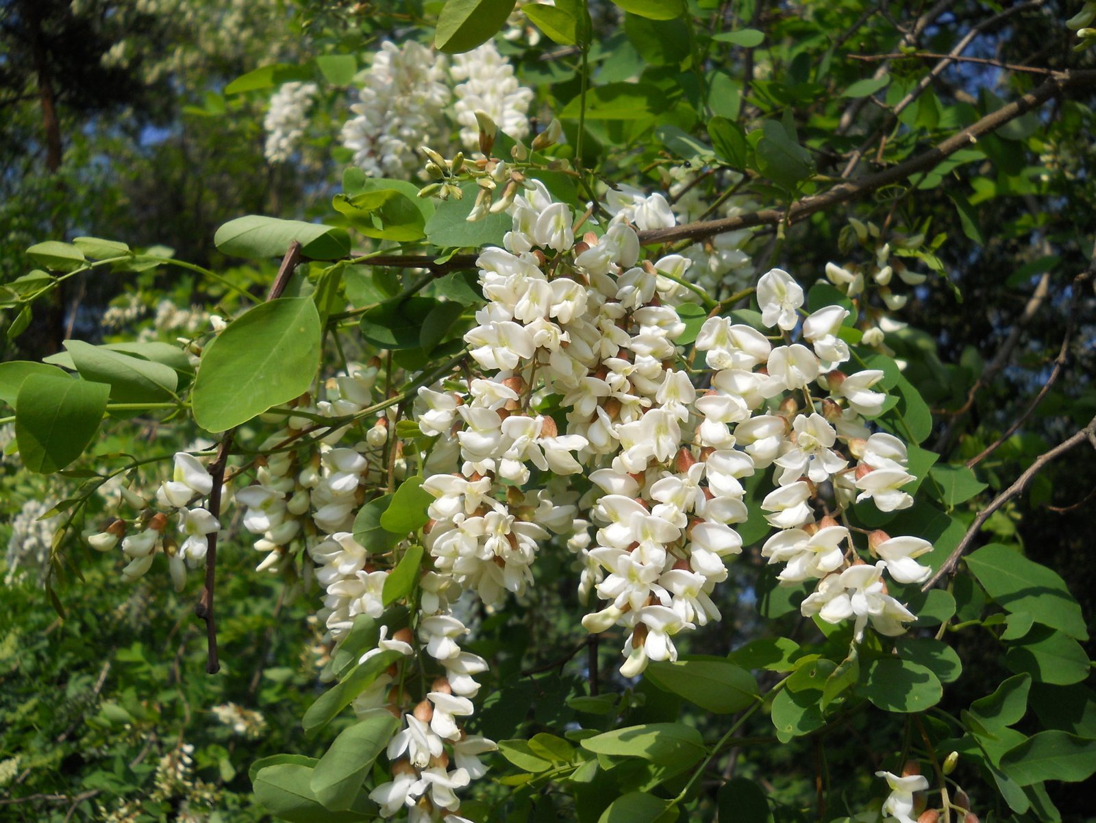 robinia