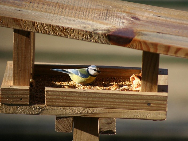 mangiatoia per uccelli