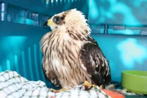 Un giovane caduto dal nido e portato al Centro Recupero