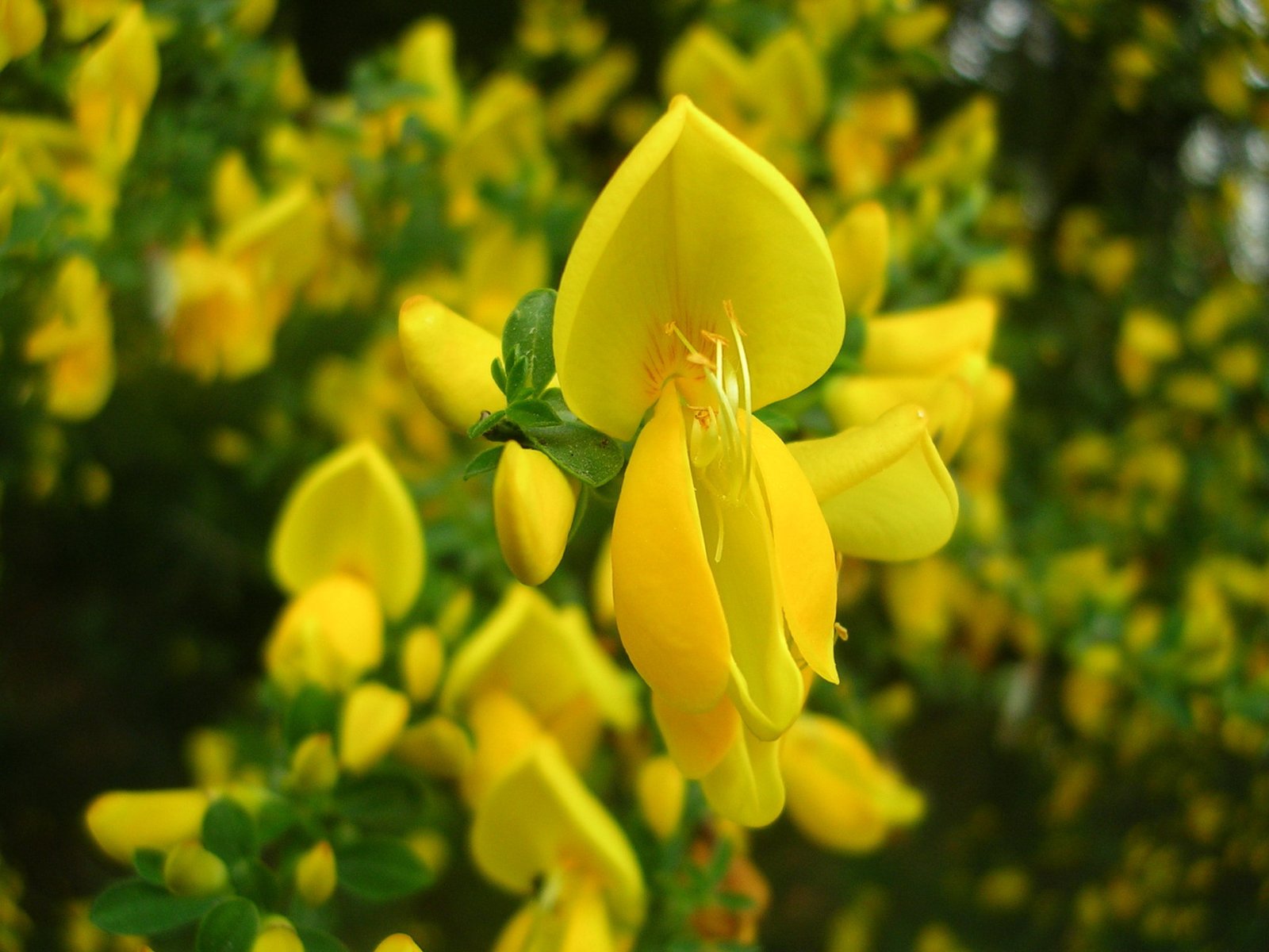 Cytisus scoparius