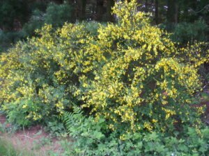 Ginestra dei carbonai