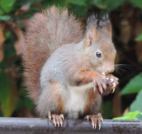 Scoiattolo rosso