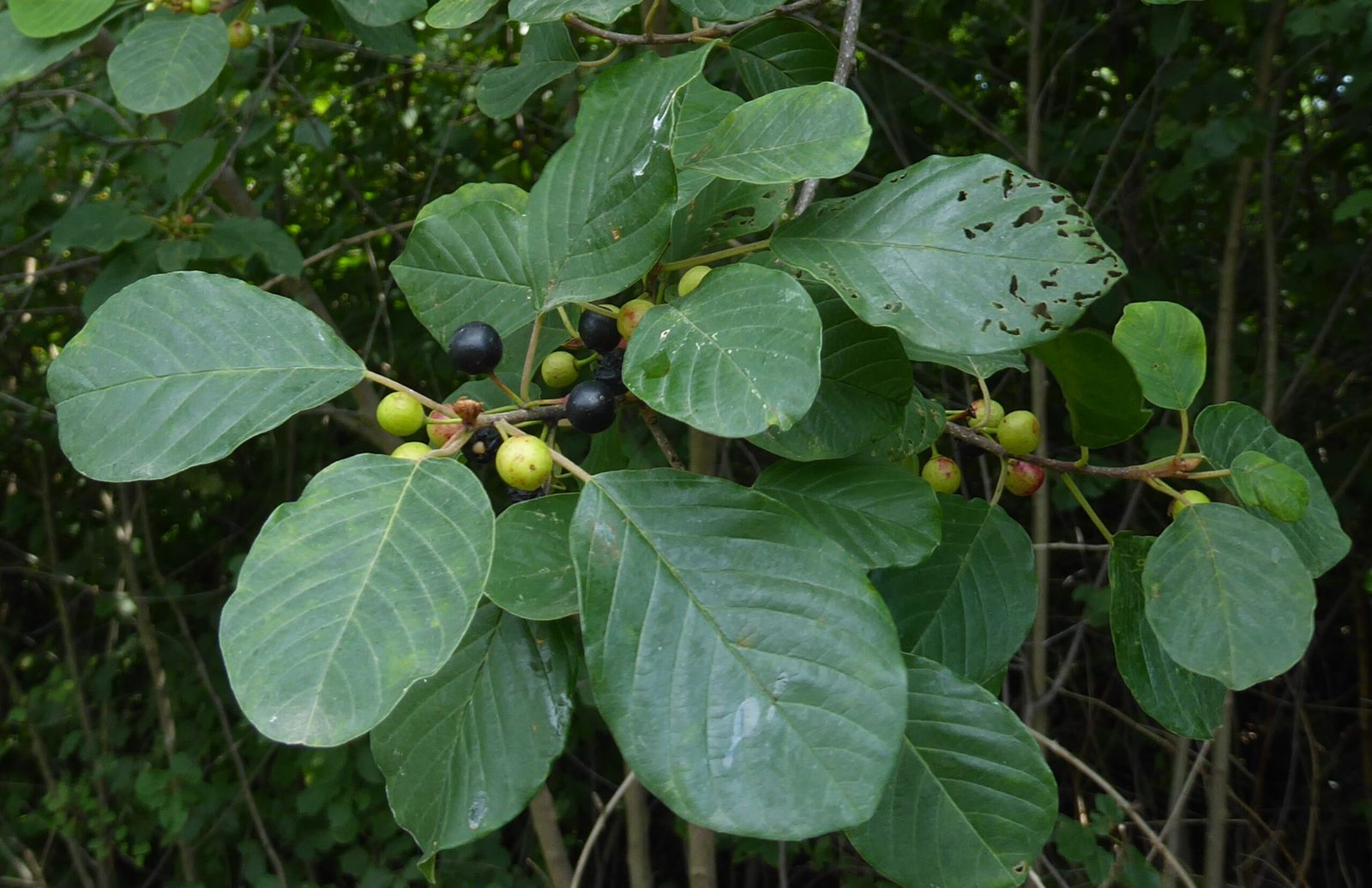 frangola foglie e frutti