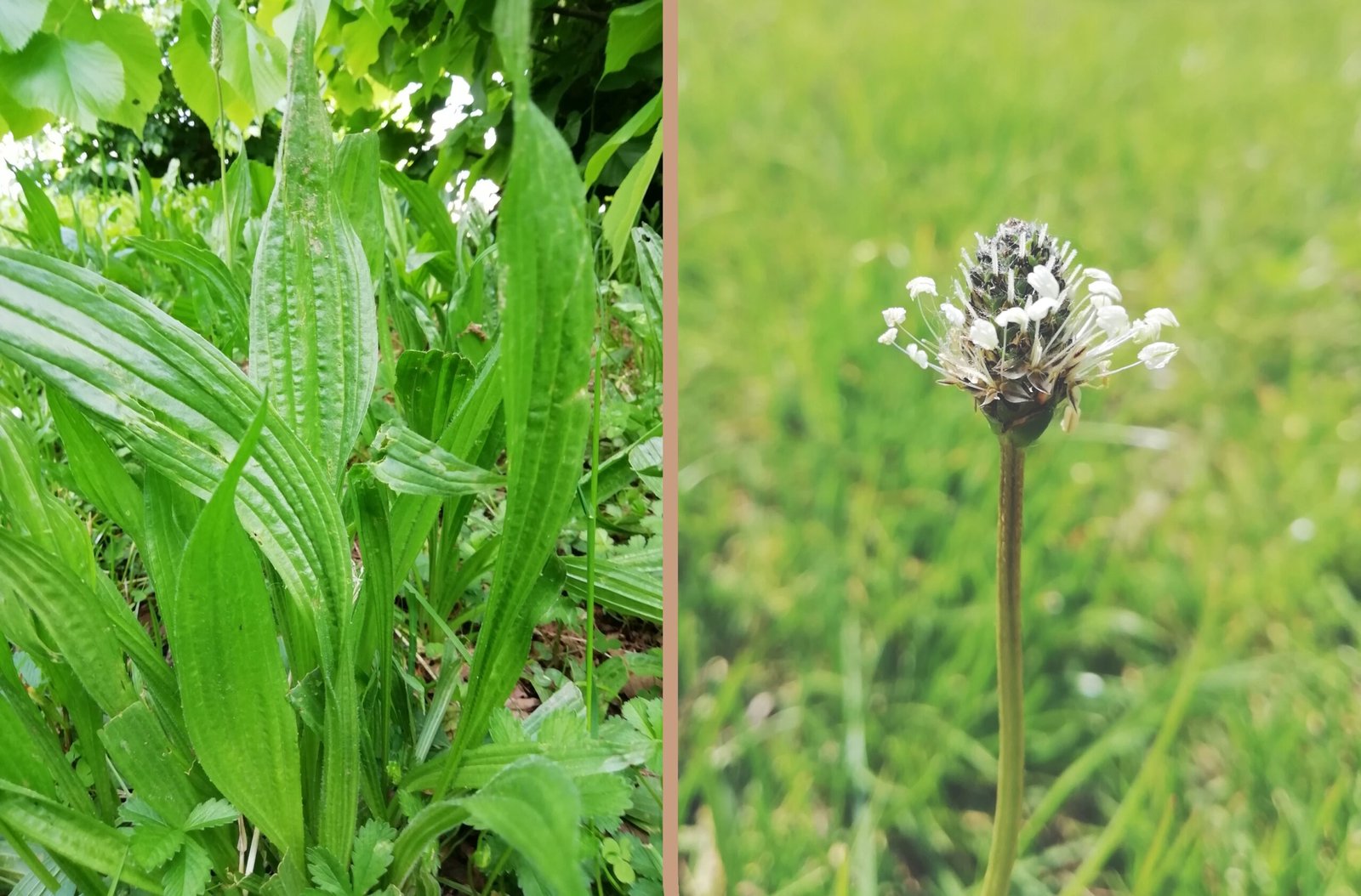 Piantaggine lanciuola