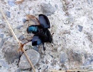 scarabeo stercorario