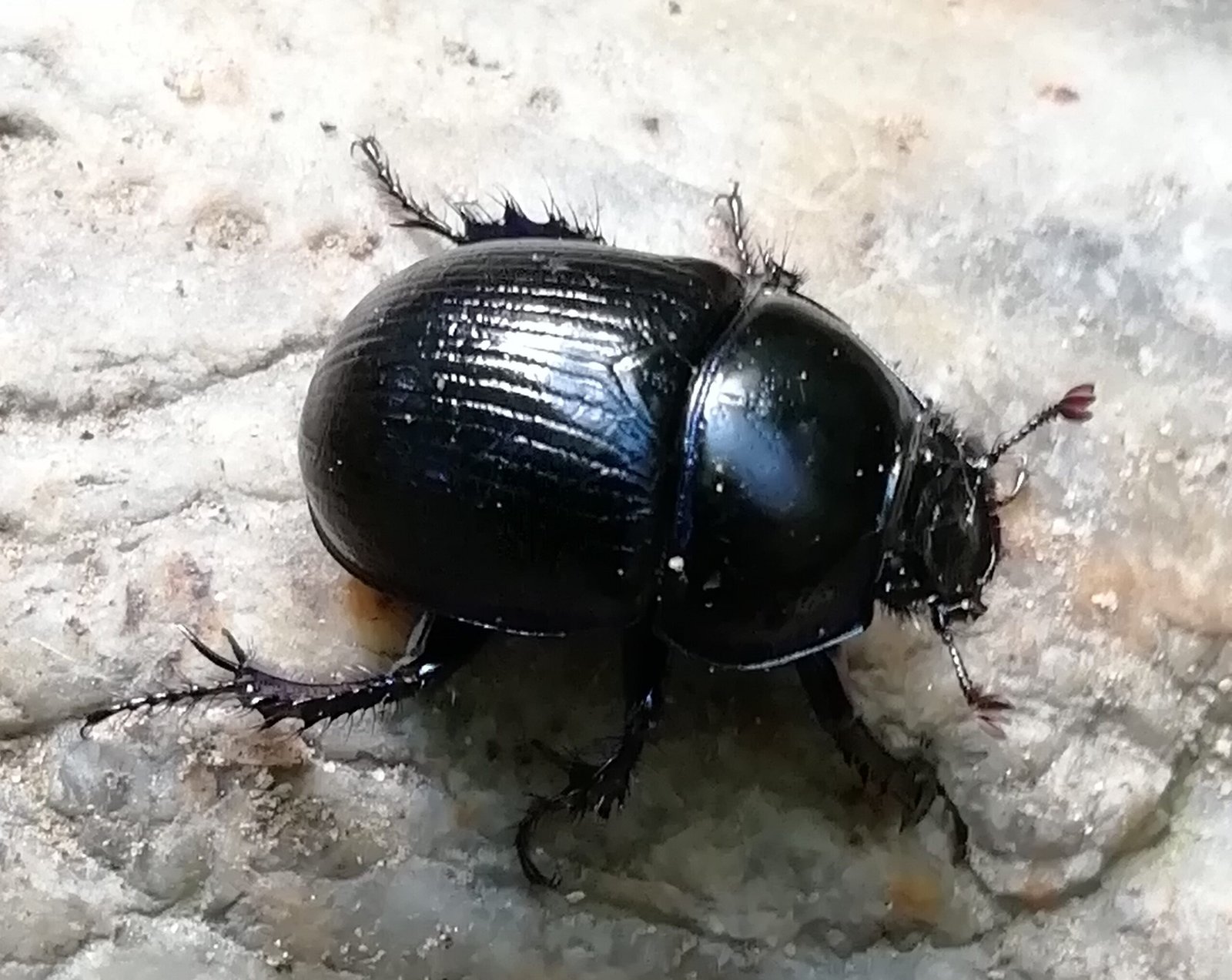 scarabeo stercorario