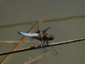 libellula depressa