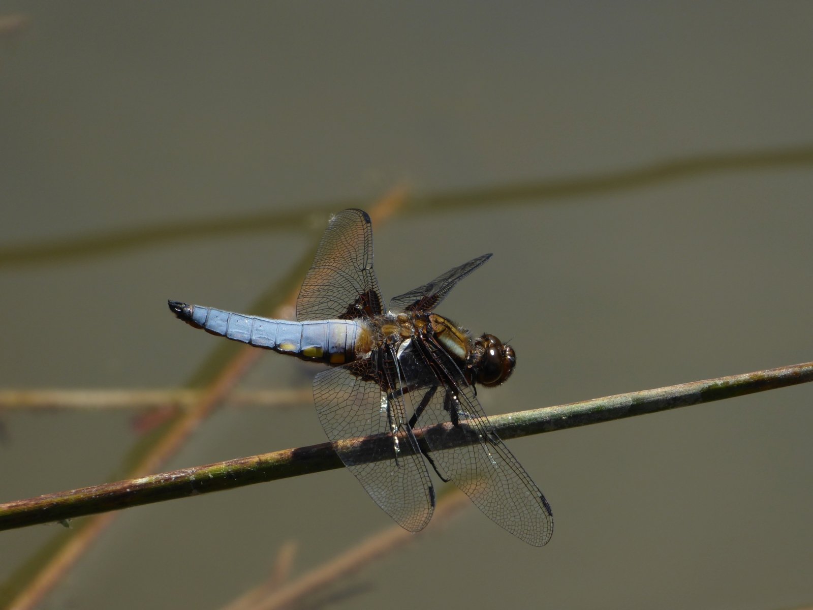 libellula depressa