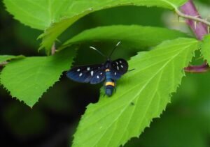 Una farfalla comune in estate. Foto di P. Casale