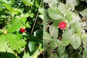fragaria e potentilla