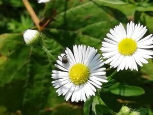 La cespica attira molti insetti