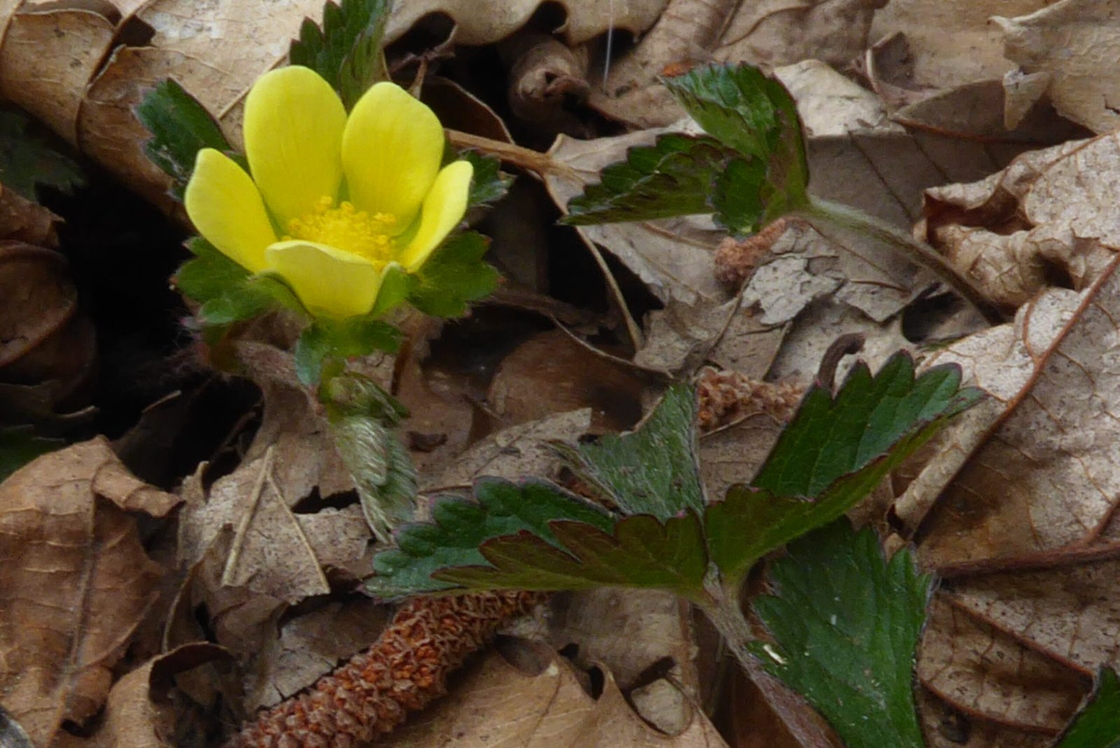 fragola matta - foglie e fiori