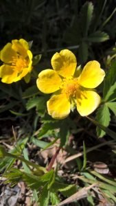 Potentilla reptans