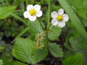 Fragaria vesca