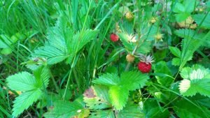 Fragaria vesca