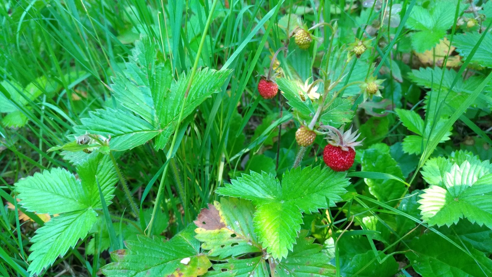 Fragaria vesca