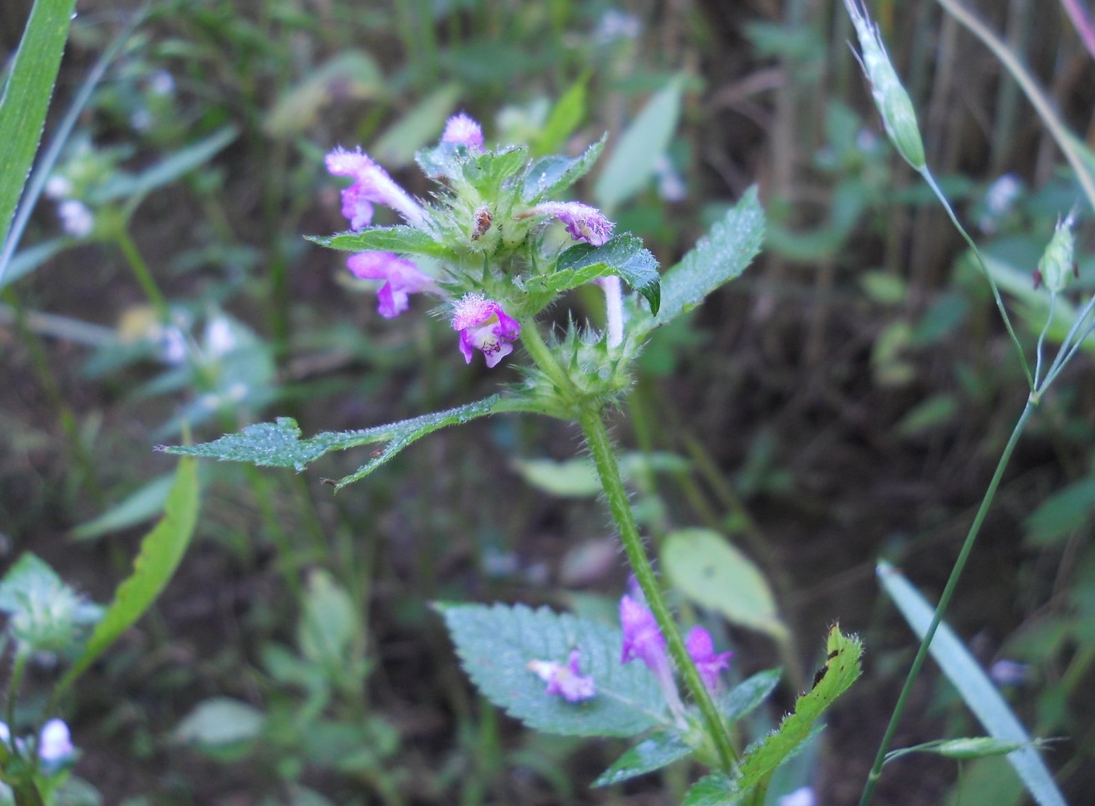 Canapetta pubescente