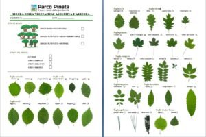 rilevamento ambiente naturale