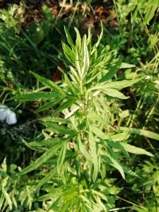 assenzio dei fratelli Verlot