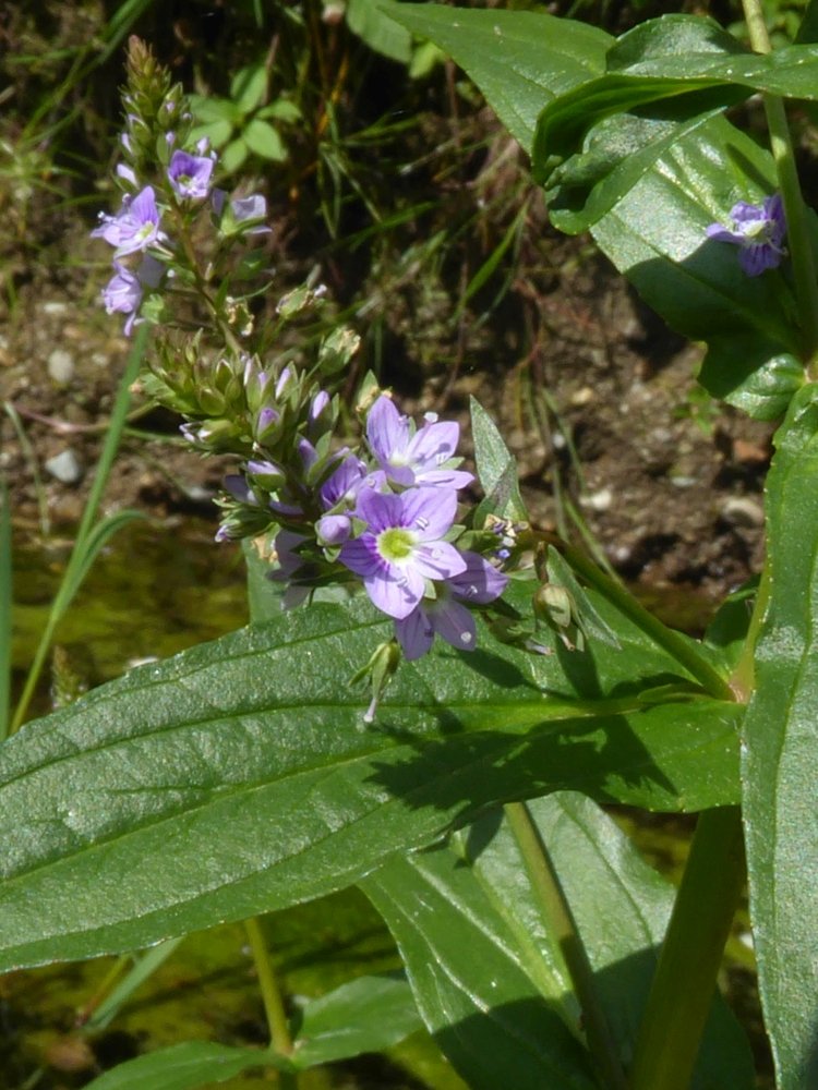veronica acquatica