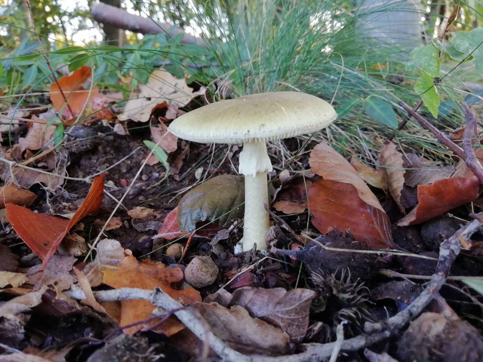 amanita falloide