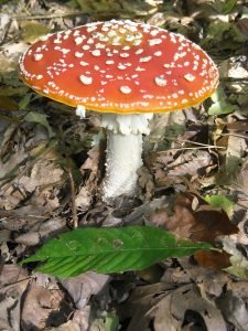 Amanita muscaria