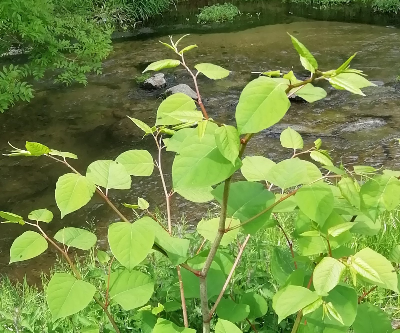 Poligono del Giappone