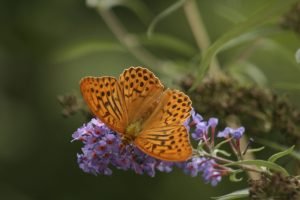 una delle nostre farfalle più grandi e belle