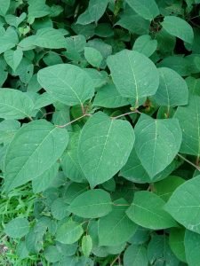 Poligono del Giappone: foglie