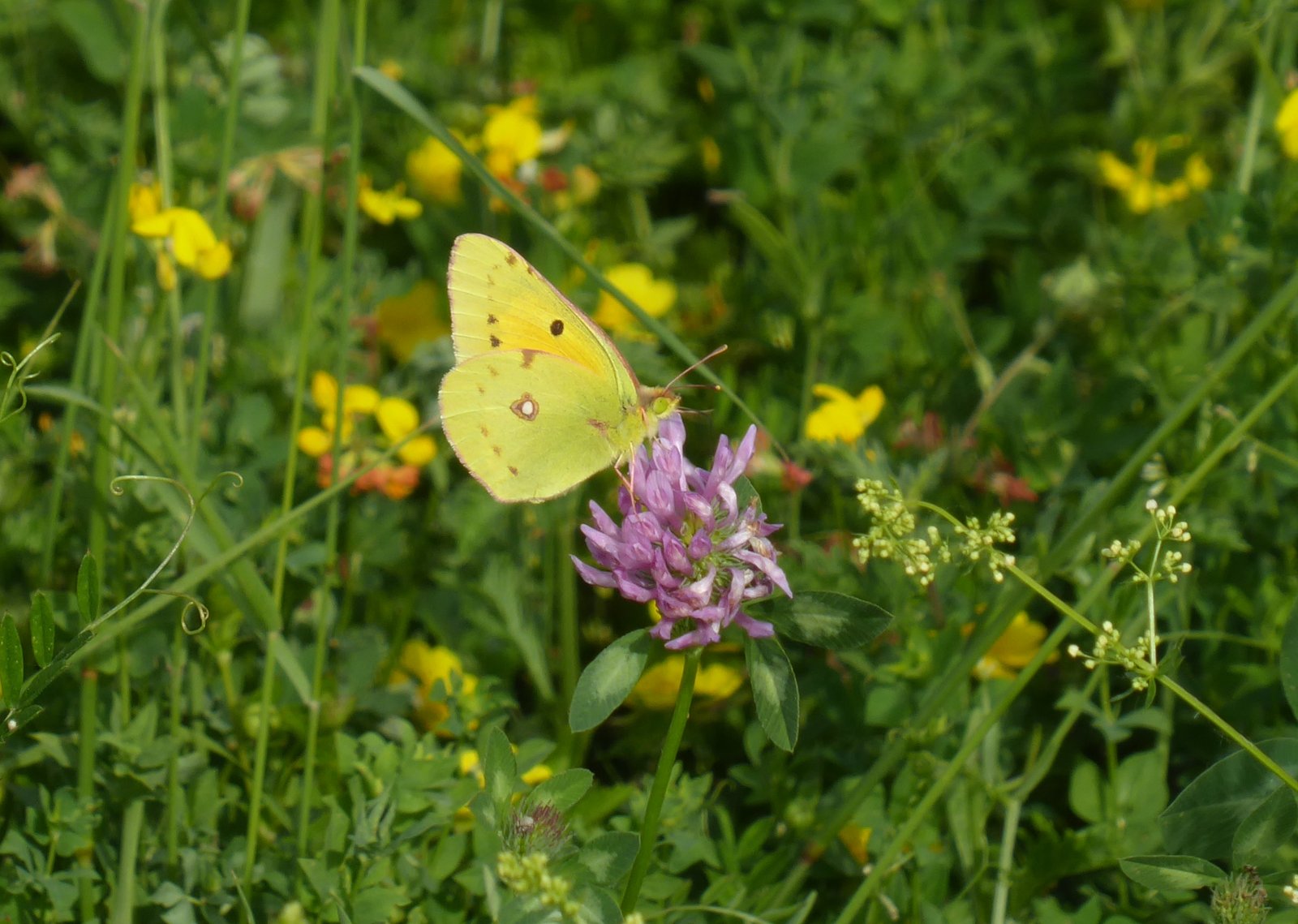 Colias crocea