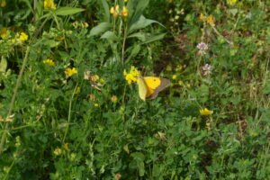 Colias crocea