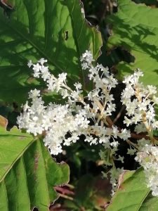 Poligono del Giappone: fiori raccolti in spighe