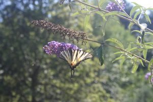 albero delle farfalle