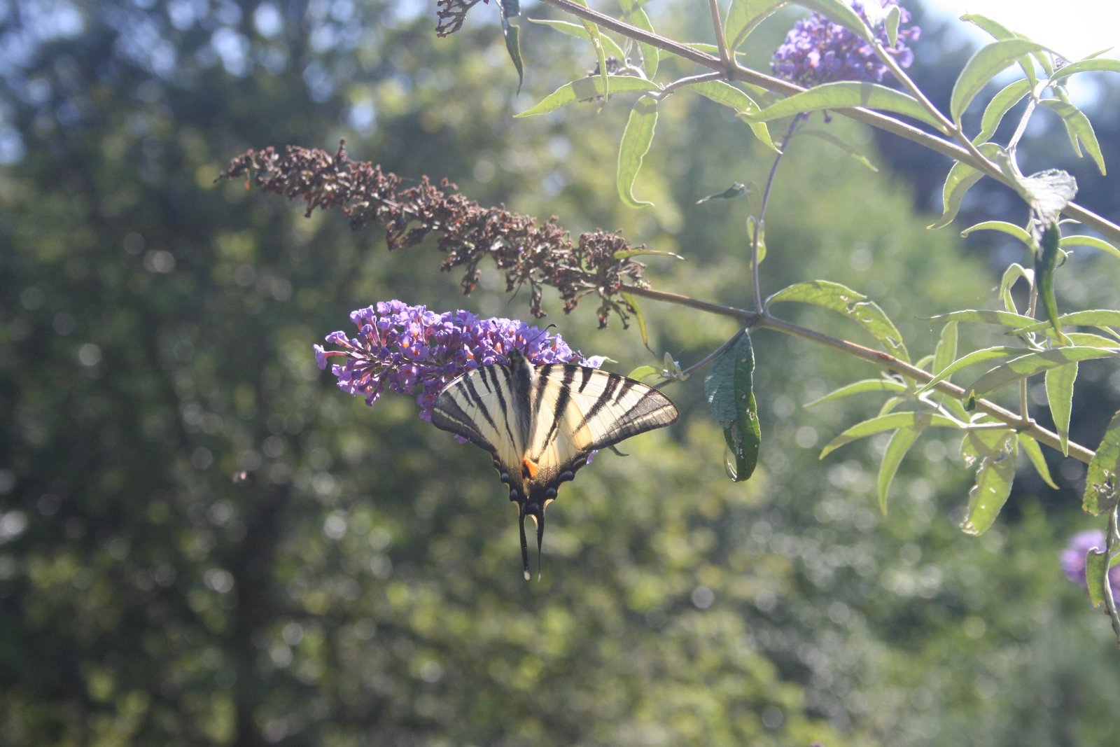 albero delle farfalle